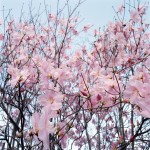 Detail of a cherry tree --- Image by © Royalty-Free/Corbis; book blogging, blog a book