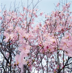 Detail of a cherry tree --- Image by © Royalty-Free/Corbis; book blogging, blog a book